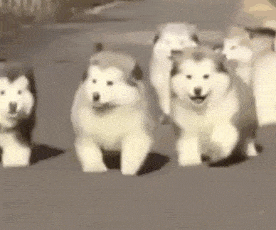阿拉斯加犬好养吗，阿拉斯加犬好养吗阿拉斯加雪橇犬怎么养（都说阿拉斯加很难养？我不信）