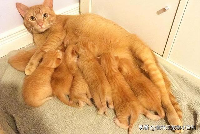 猫一年生几窝，猫一窝能生几只（猫咪一年可以生几次宝宝）