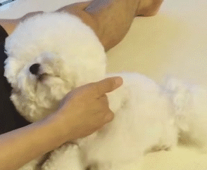 “贵宾犬”VS“比熊犬”哪个好？过来人告诉你，区别大着呢