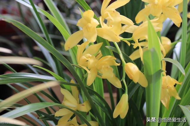 十大最香兰花品种，11种难得一见的名贵兰花