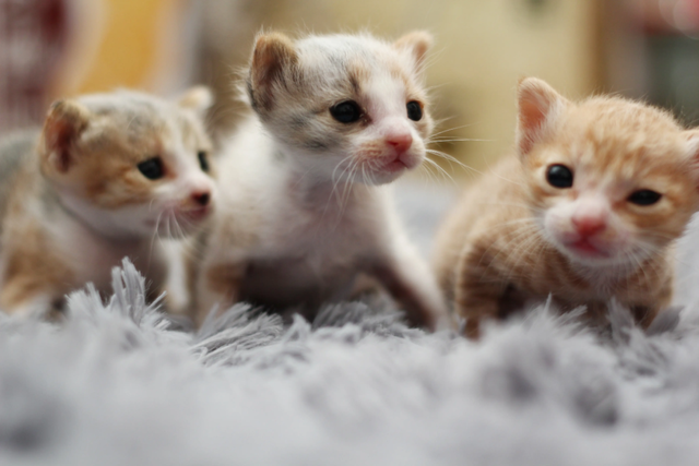 猫一年相当于人几岁，猫一年等于人多少岁（猫咪和人类年龄换算表）