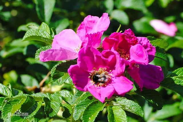 玫瑰花有什么特点，玫瑰花的真正特点是什么（植物小科普-玫瑰）