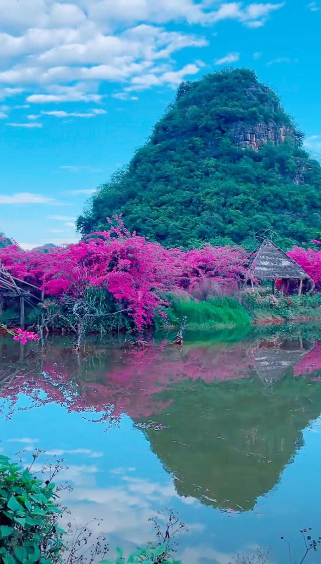 鲜花盛开与心情的美句，形容鲜花带来美好心情的句子（就像你用心雕琢出曼妙字句）