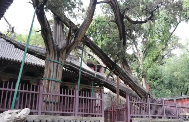 晋祠三绝指哪三个，晋祠三绝指哪三个人（来晋祠游玩是必须要知道的）