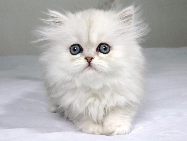 加菲猫价格多少钱一只，加菲猫多少钱一只（脾气“无敌棒”的4种猫）