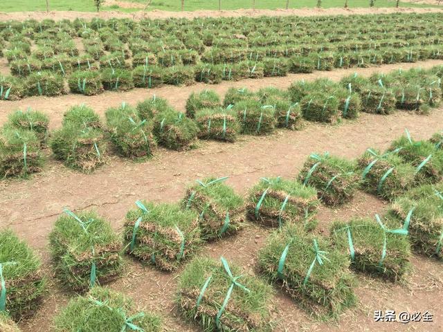 矮生百慕大草坪，矮生百慕大草坪多少钱一平方（草坪的正确种植养护技术和方法）