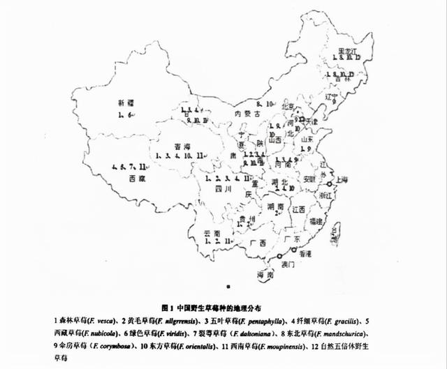 野草莓能吃吗，野草莓能吃吗长的什么样子有图片吗（道不明千姿百态的中国草莓）