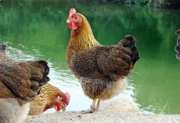 家禽的名字有哪些，家禽动物名称（你认识中国本地鸡的哪几种）