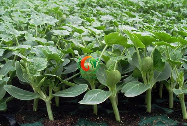 水果西瓜种植方法，西瓜怎么种植（西瓜怎么种植）