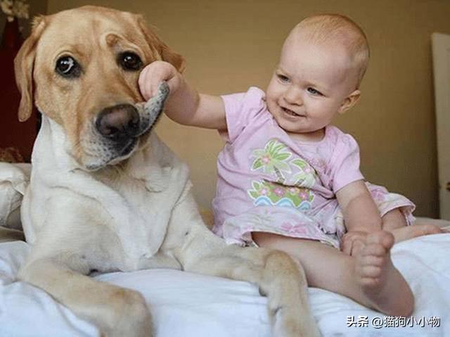 适合儿童养的小型犬，小孩子是条狗（公认“无攻击性”的犬种）