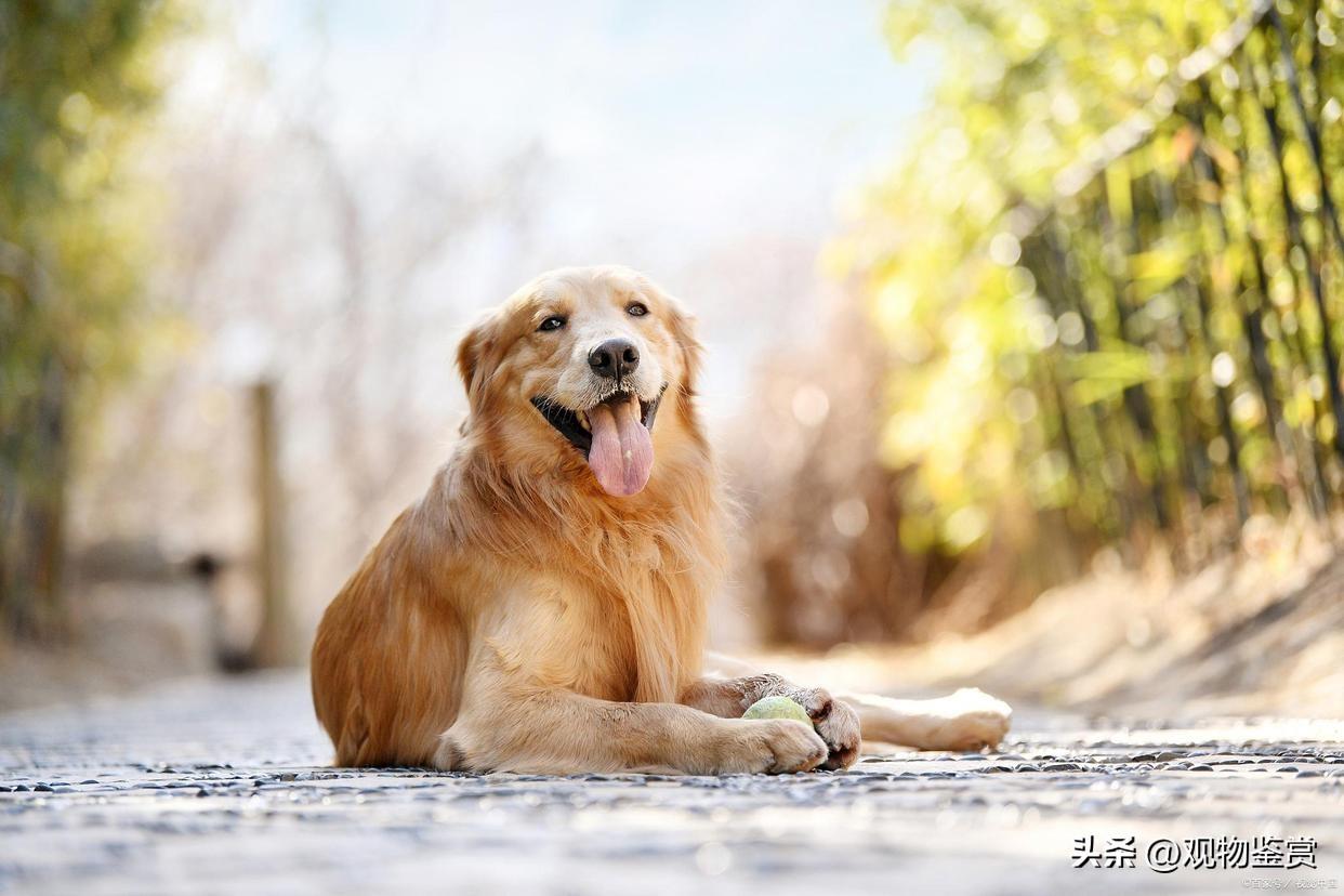 8个月金毛狗多少钱 金毛犬八个月有多重