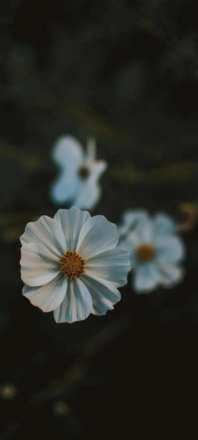 雛菊的背景圖,雛菊背景圖片唯美,清新雛菊背景圖片,雛菊背景圖小清新