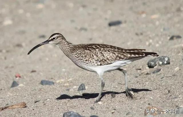 怎样做鸟窝，怎样做鸟窝,怎样用树枝做个鸟窝（下雨天鸟类要如何避雨）