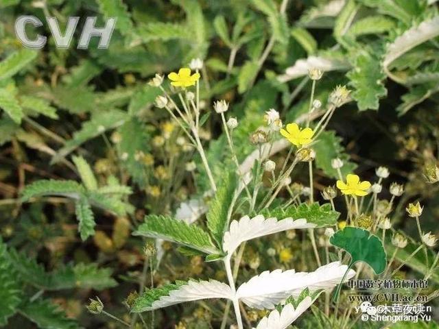 那些四月里开出绚烂花儿的野生植物们，四月有什么花开花