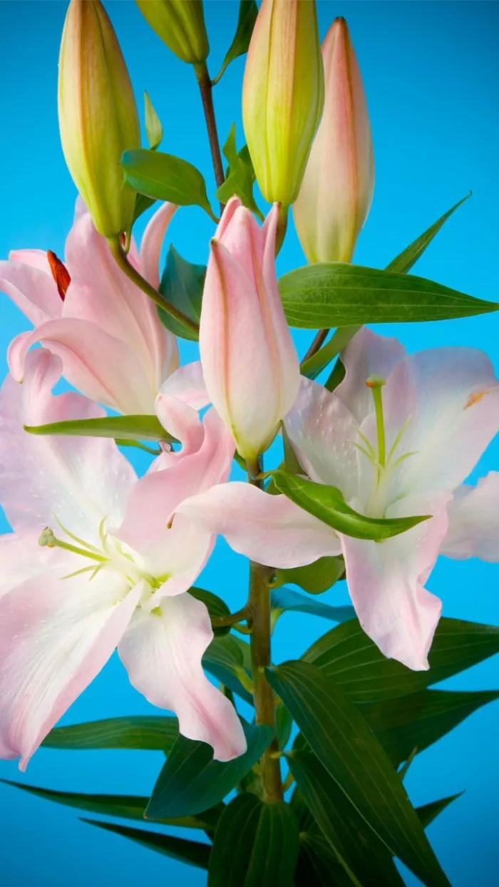 百合花仙子图片大全(花中的仙子一一百合花壁纸) - 彝家农业网