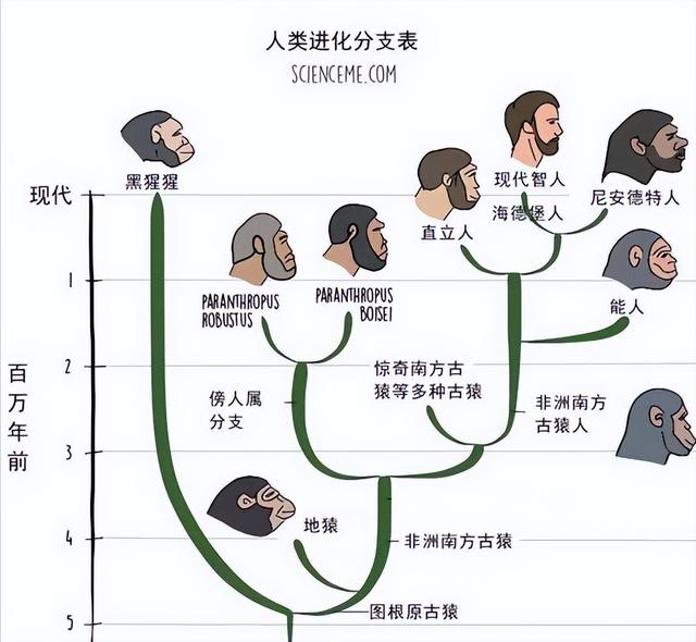 人类进化的六个阶段图,人类进化有几个阶段(地球上至少还有6种人类)