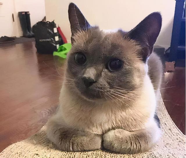 猫为什么揣手，猫为什么揣手走路（养猫多年的你，未必知道）