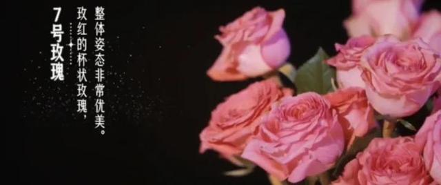 19支玫瑰是什么意思，19支玫瑰代表什么（19朵玫瑰花表示什么）