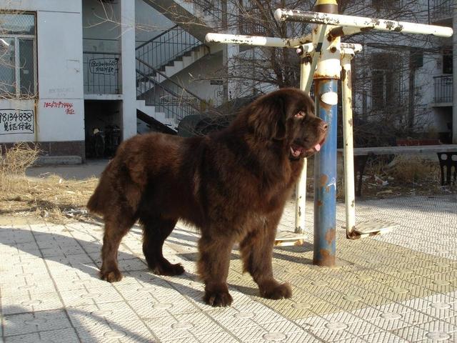 世界最高大的狗，世界最高大的狗图片（有一个曾是李小龙的护卫犬）