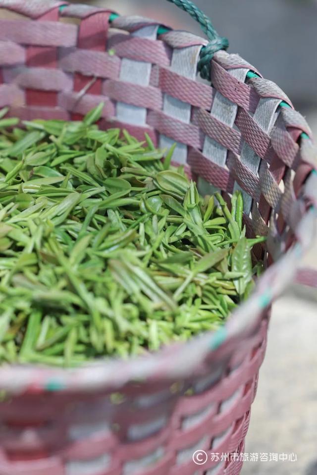 茶果間作種植方式的茶是什麼,中國十大名茶(這一杯,是蘇州的