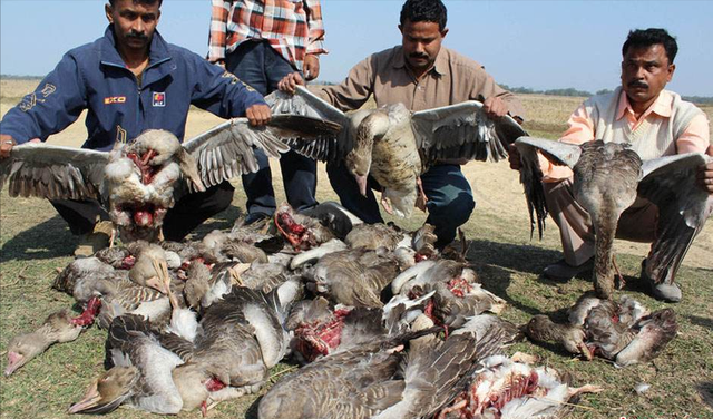世界第一大树，世界四大草原（用双手在空旷的沙漠中种树）
