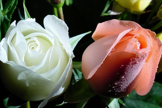 白玫瑰与红玫瑰，白玫瑰和红玫瑰的区别（《红玫瑰与白玫瑰》）