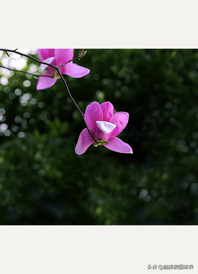 浪漫之花朵，一朵鲜花的浪漫（实拍26张玉兰花的照片图片）