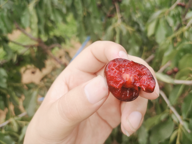 经期能吃樱桃吗，经期能不能吃樱桃（美国大樱桃再次空降我国）