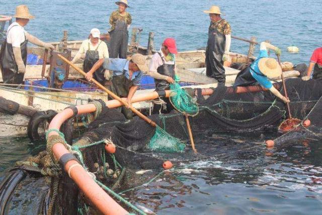 大黄鱼（大黄鱼图片，7.1斤大黄鱼4.2万（大小黄鱼图片）