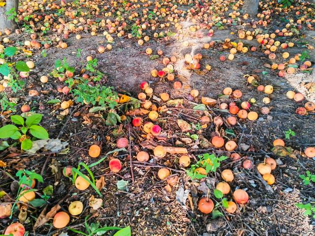 沙果饮品的做法，沙果饮品的做法和配料（沙果——割不断的乡愁之五）