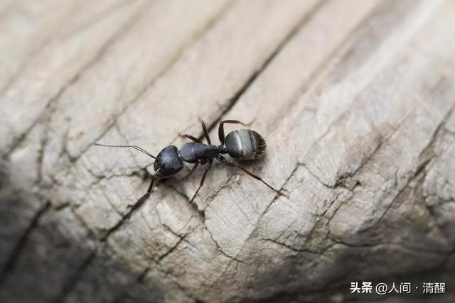 蚂蚁喜欢吃什么食物,大象爱吃什么东西(关于各种蚂蚁的简介) 蚂蚁喜欢吃什么食物,大象爱吃什么东西(关于各种蚂蚁的简介)