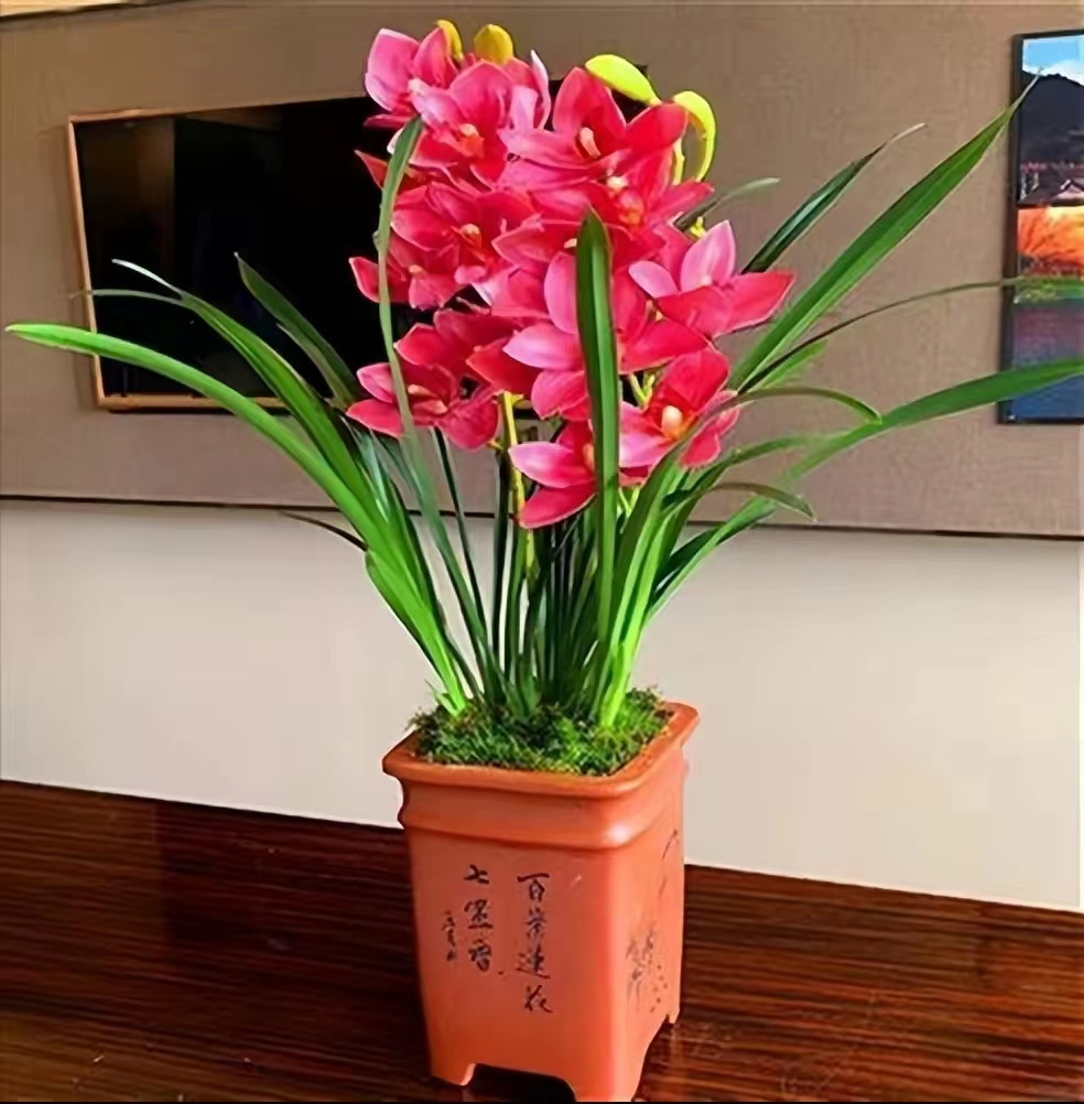 象征高贵的花，清冷而高贵的花（养在家里气质不凡）