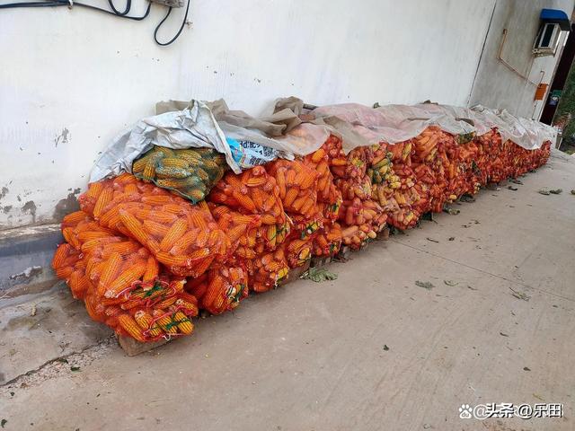 秋天丰收的农作物有什么，秋天丰收的农作物有什么句子（好多农作物丰收了）