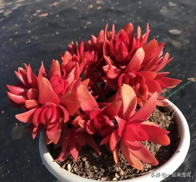 多肉火祭怎么养，多肉火祭怎么养才变红（养不好多肉试试火祭）
