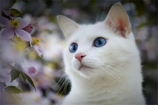 猫肉好吃吗，猫肉的十种吃法（原来李时珍已告诉我们答案）