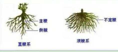 什么是植物，什么是植物染发（简单来认识植物）