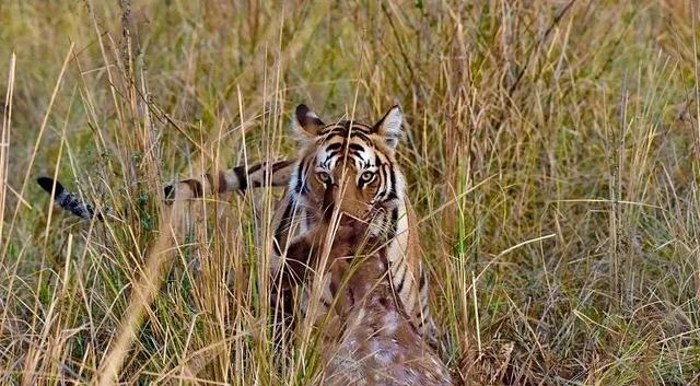 海母和水母区别，海母和水母图片大全（罕见的36张照片）