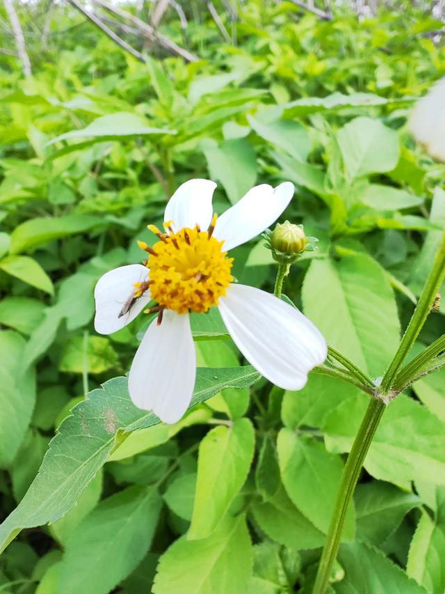 华为账号登录，华为账号登陆（我一次性告诉你）