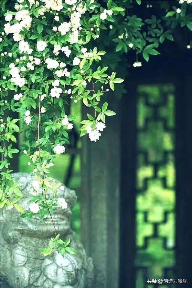 木香花是什么，木香花是什么样子的（美色不逊月季的爬藤植物——木香花）