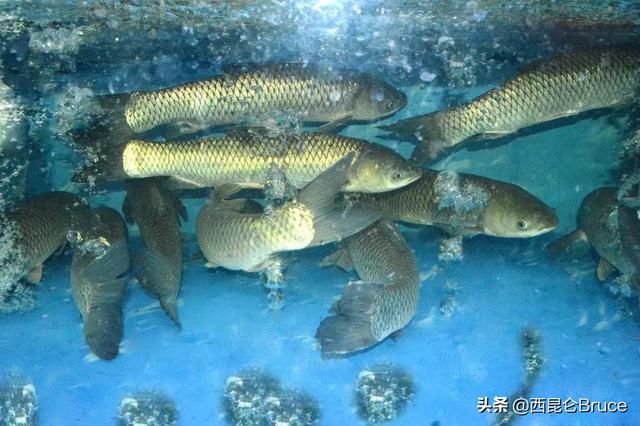 鱤魚多少錢一斤,株洲一男子釣到63斤鱤魚(鱤魚多少錢一斤2021)