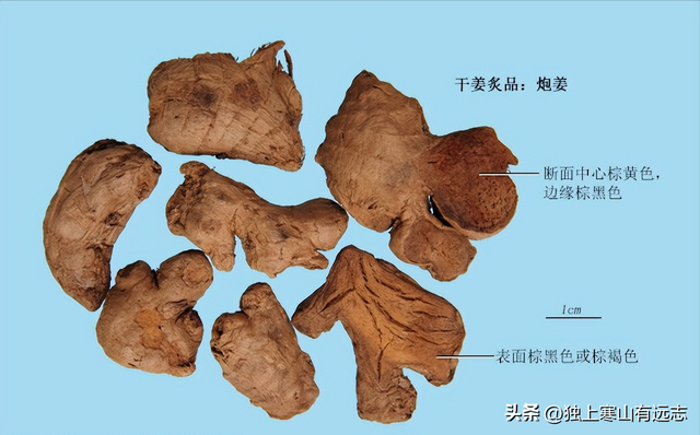 干姜和生姜的区别，生姜和干姜的区别（来自姜科家族的中药）