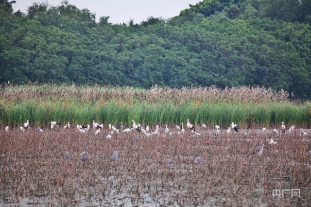 我国常见的候鸟有哪些，我国常见的候鸟有哪些品种（东方白鹳首次成群现身广东）