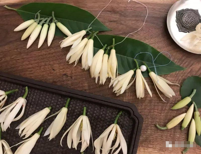 九里香什么时候开花，九里香怎么养才能开花（夏天“最香的”6种花）