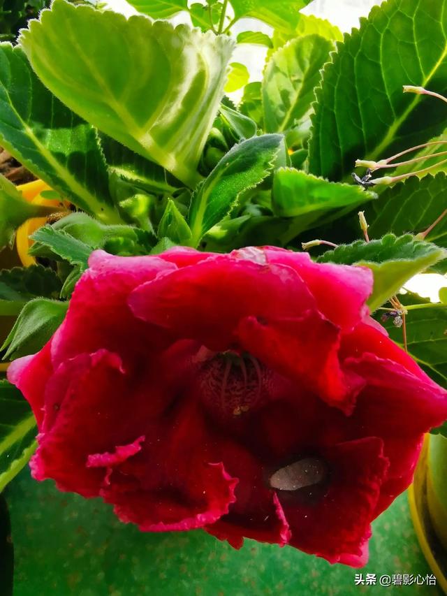 芙蓉花，芙蓉花的寓意和象征（如何养护才能让芙蓉花图片）