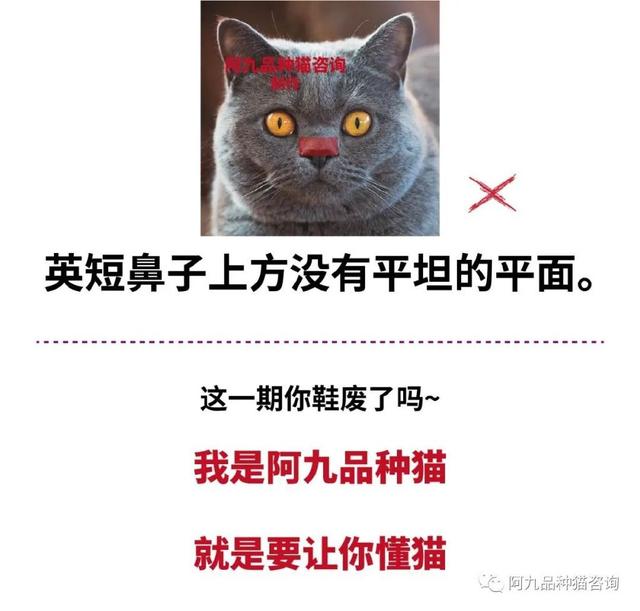 银渐层怎么看品相，银渐层怎样算品相好（银渐层的鼻子没有线条黑）