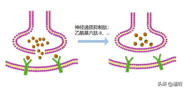 动态纹和静态纹区别，动态纹和静态纹区别图片（抗衰老你现在开始了吗）