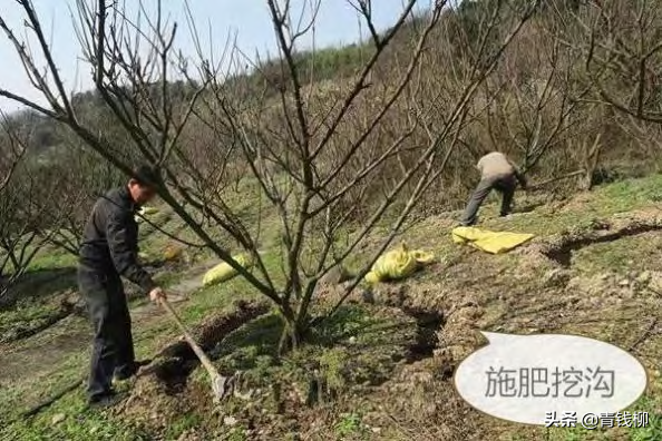 布鲁克斯樱桃种植管理技术，布鲁克斯樱桃几年结果（大樱桃栽培技术及病虫害防治技术要点）