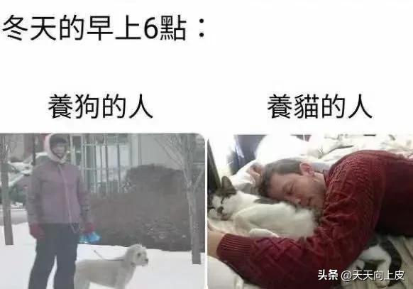 吸鞋是什么意思，吸烟鞋是什么鞋（关于我家猫的某些怪癖）