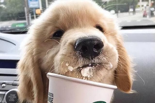 狗能不能吃甜的食物，这些食物对狗狗来说很难“抵挡”