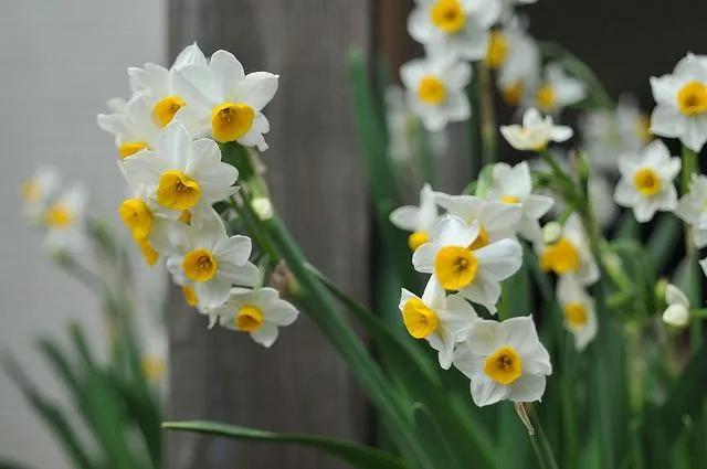 看望病人买什么鲜花，适合送病人的鲜花有哪几种（哪些花代表健康、平安、幸福）